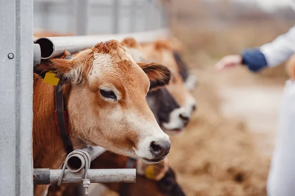 Badacze zoomedyczni prowadzą selektywną pracę z krowami hodowlanymi — Zdjęcie stockowe