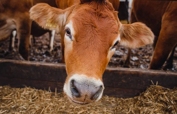 Retrato vacas camiseta roja de pie en establo comer heno. Industria ganadera lechera — Foto de Stock