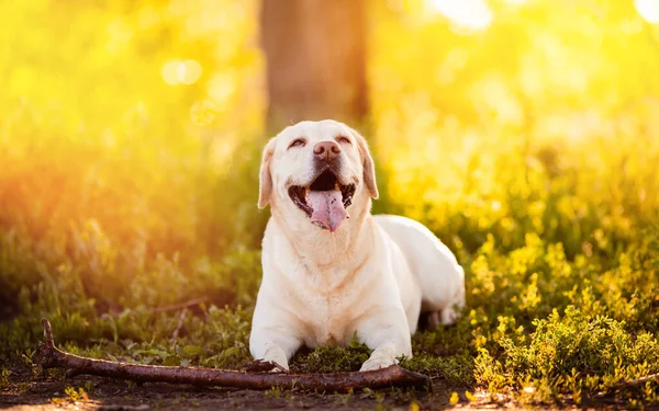 Ευτυχισμένο σκυλί κίτρινο λαμπραντόρ βρίσκεται με τη γλώσσα κρέμεται έξω με ραβδί καλοκαίρι ηλιοβασίλεμα στο πάρκο. Έννοια της εκπαίδευσης ζώων — Φωτογραφία Αρχείου