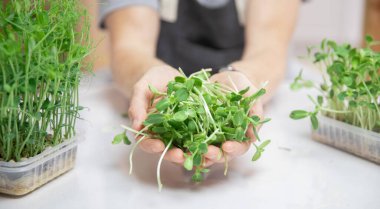 Yakın plan taze taze mikroyeşil bebek lahanası bezelye ve ayçiçeği çiftçide.