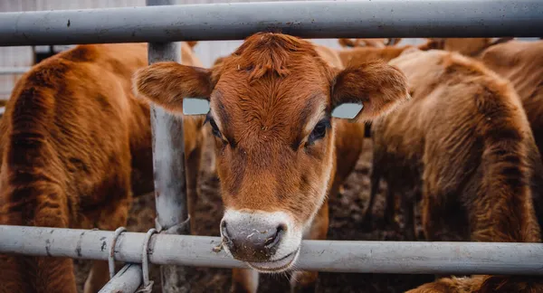 Camiseta roja vaca con cuello automático. Banner moderna granja lechera y la producción de carne de la industria ganadera — Foto de Stock