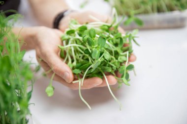 Mikroyeşil bebek filizleri bezelye ve ayçiçeği çiftçi adamın elinde.