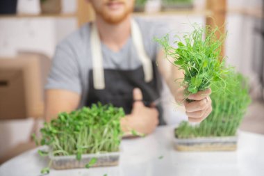 Çiftçi taze taze taze mikroyeşil filizler bezelye ve ayçiçeği tutar.
