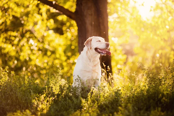 Aktivt, leende och glad renrasiga Labrador retriever hund utomhus i gräs park på solig sommardag. Begreppsdjur slappna av i livet — Stockfoto