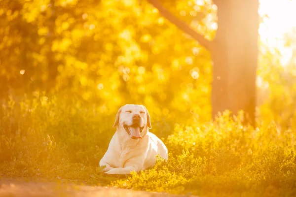 Perro feliz con los ojos cerrados y la lengua sobresaliente se encuentra en la hierba en el parque contra el fondo de la puesta de sol, labrador amarillo está cansado después de caminar con el propietario —  Fotos de Stock