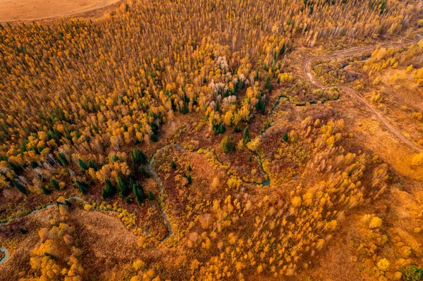 Paisagem aérea floresta de outono amarelo com rio sinuoso com luz solar, vista superior — Fotografia de Stock