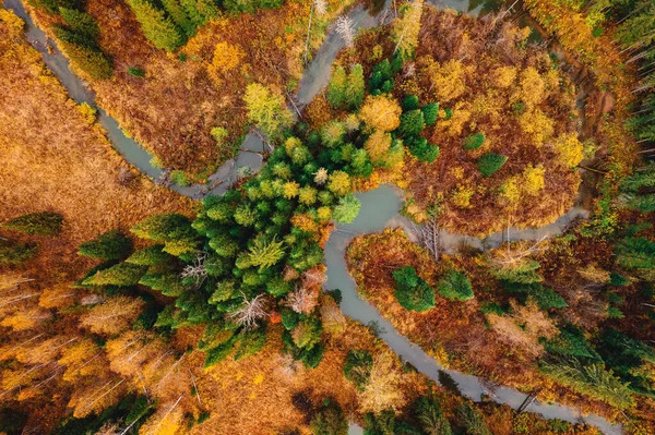 하늘을 날고 있는 노란색의 가을 숲 과 햇빛 이비치면서 굽은 작은 강 이 위에서 내려다 보이는 풍경 — 스톡 사진