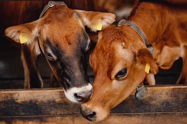 Portré tehenek vörös mez áll az istállóban eszik széna. Tejtermelő gazdaságok állattenyésztési ágazata — Stock Fotó