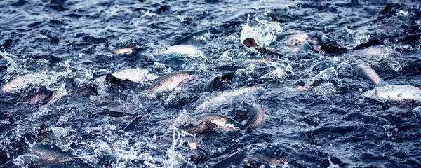 Banner regnbåge fortsätter leka i älven av fiskodling — Stockfoto