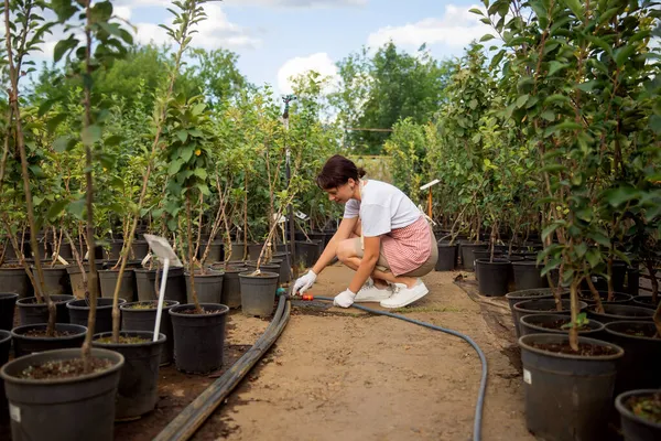 Tuinman reparaties sprinklerinstallatie voor het besproeien van boomgaard — Stockfoto