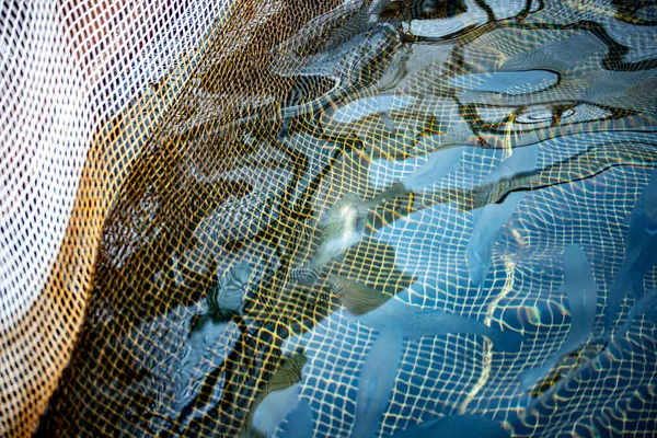 網場でのニジマスや鮭フライの養殖場 — ストック写真