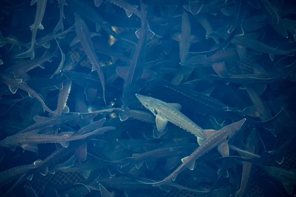 Closeup sturgeon fish farm for breeding. Concept aquaculture pisciculture, top view