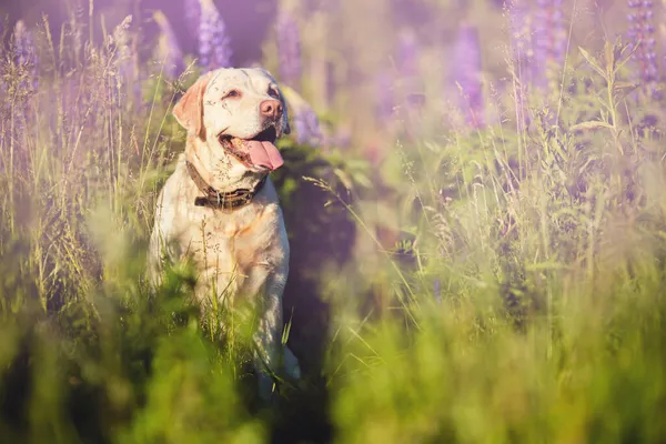 Attivo, sorriso e felice passeggiata cane labrador giallo di razza in erba parco il tramonto giorno d'estate. Concetto golden retriever relax della vita avventura — Foto Stock