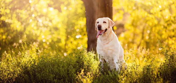 Banner Active, smile and happy purebred labrador retriever dog outdoors in grass park on sunset summer day — Stock Photo, Image
