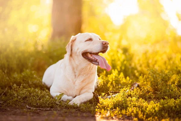 Aktywny, uśmiech i szczęśliwy labrador żółty pies spaceru w parku trawiastym na zachód słońca letni dzień. Koncepcja golden retriever relaks przygody życia — Zdjęcie stockowe