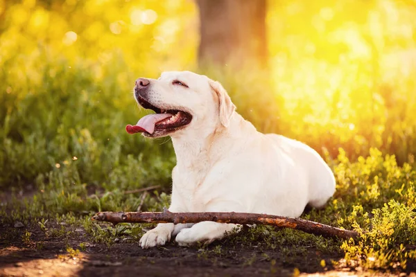 Glad hund labrador leka med stick i parken — Stockfoto