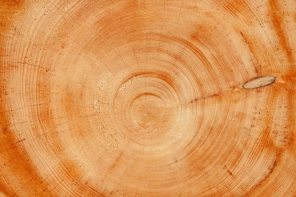 A fa textúrája rönk, éves gyűrűk vágott — Stock Fotó