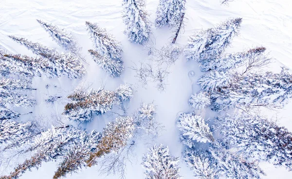 Vista aérea superior floresta congelada, cena paisagem de inverno — Fotografia de Stock