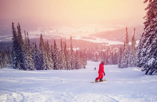 Snowboardcu gün batımında ladin ormanlarında taze kar üzerinde süzülür. Kış aktif spor konsepti — Stok fotoğraf