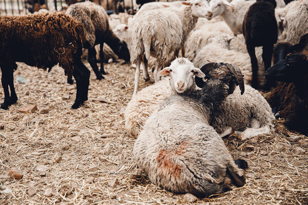 Sheep brown and white wool are resting in corral on farm sunlight