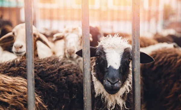 Concepto pena por matar animales vegetarianismo. La oveja mira lastimosamente a través de la rejilla de la pluma antes de sacrificar la carne — Foto de Stock