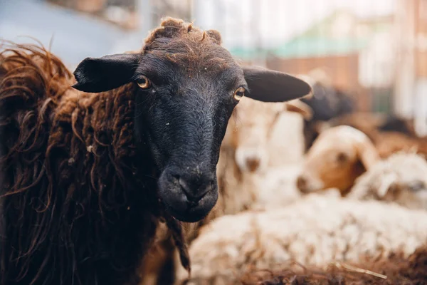 Retrato de oveja con cuernos mira en el marco, la luz del sol — Foto de Stock