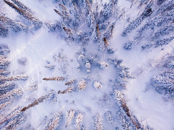 Vista superior aérea floresta congelada, cena paisagem de inverno com luz solar — Fotografia de Stock