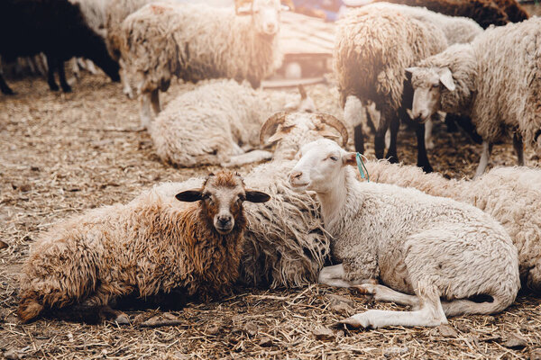 Sheep brown and white wool are resting in corral on farm sunlight