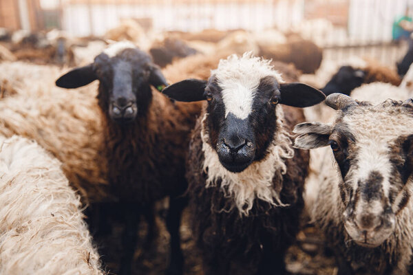 Sheeps brown looks into frame, sunlight. Concept farm animal husbandry