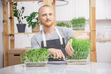 Çiftçi makasıyla keser çiğ mikro yeşil bebek lahanası bezelye ve ayçiçeği kutusunda