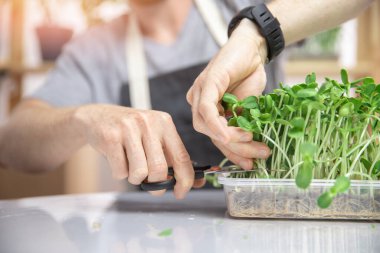 Kapalı makas, çiftçi çiğ mikro yeşil filizler fasulye ve ayçiçeği keser.