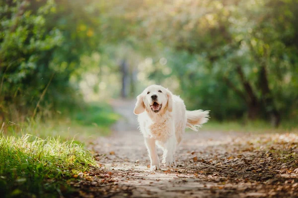 Aktív, mosolygós Kutya Labrador Boldog golden retriever Futás szabadban fű park napsütéses nyári napon — Stock Fotó