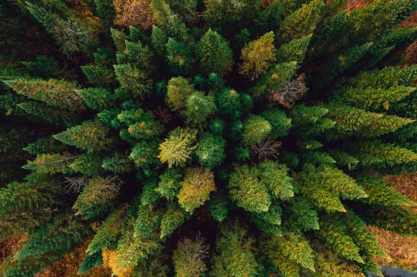 Vista aérea del bosque amarillo otoñal y árboles verdes en zonas rurales, Foto Drone — Foto de Stock