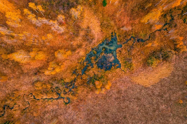 Εναέρια τοπίο κίτρινο φθινόπωρο δάσος με εκκαθάριση ποταμού με φως του ήλιου, κορυφαία άποψη — Φωτογραφία Αρχείου