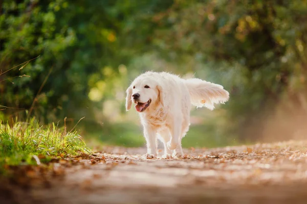 Ευτυχισμένο Λαμπραντόρ Golden Retriever βόλτα στο πάρκο το καλοκαίρι με το φως του ήλιου — Φωτογραφία Αρχείου