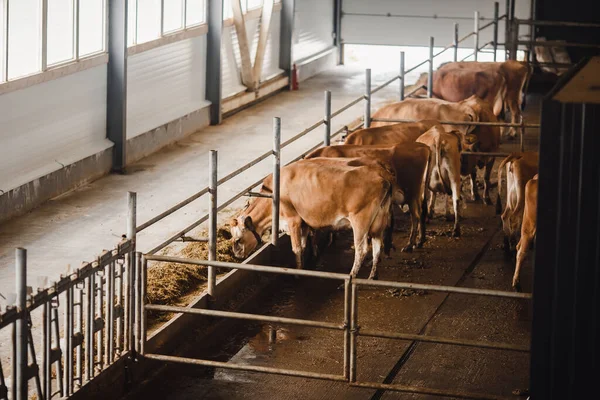 Industria ganadera lechera. Vacas de jersey rojo de pie en establo comiendo heno — Foto de Stock