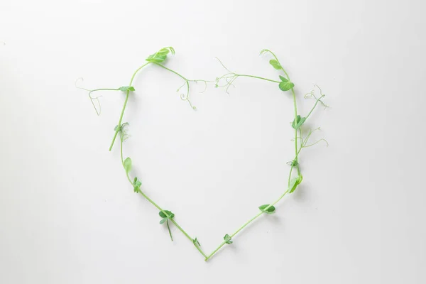 Απλή σύνθεση καρδιά φύση, Μικροπράσινα λαχανάκια μπιζέλια και ηλίανθο σε λευκό φόντο, κορυφαία άποψη Royalty Free Φωτογραφίες Αρχείου
