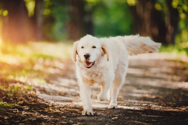 Ενεργό, χαμόγελο Dog Λαμπραντόρ Happy golden retriever σε εξωτερικούς χώρους στο πάρκο γρασίδι την ηλιόλουστη μέρα του καλοκαιριού — Φωτογραφία Αρχείου