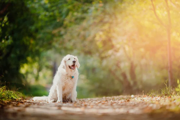 Active, smile Dog Labrador Happy golden retriever outdoors in grass park on sunny summer day — Stock Photo, Image