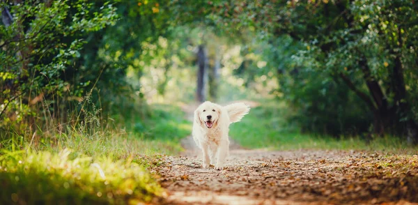 Ativo, sorriso Dog Labrador Happy golden retriever Corra ao ar livre no parque de grama no banner ensolarado do dia de verão — Fotografia de Stock
