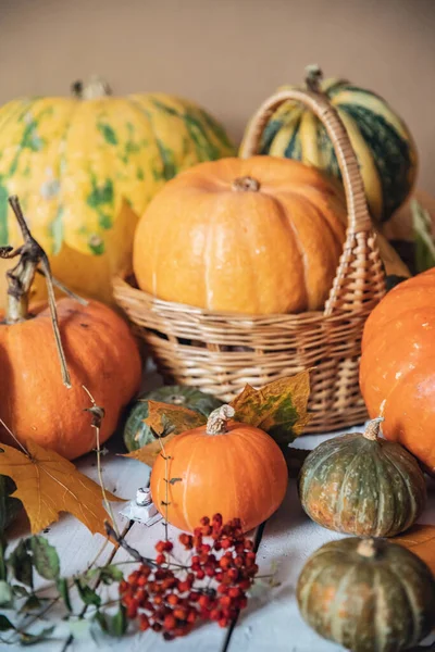Herbst natürlicher Hintergrund, Ernte der orangen Kürbisse auf rustikalem Holztisch mit Keilblättern und Eberesche — Stockfoto