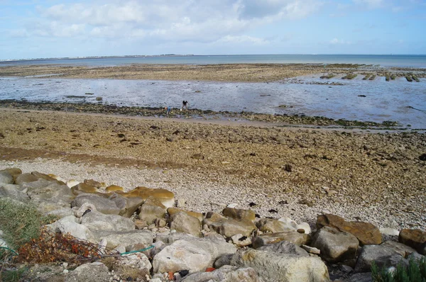 Low tide tonen schelpdieren bedden — Stockfoto