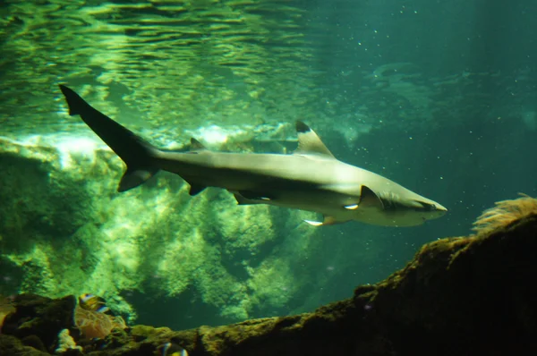 Yalnız köpekbalığı — Stok fotoğraf