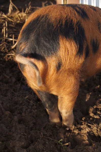 An Oxford Sandy and Black Pig — Stock Photo, Image