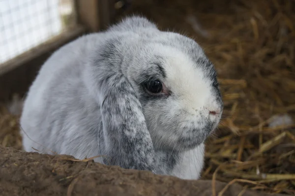 Grey Lop Eared Rabbit — Stock Photo, Image