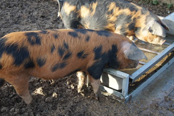 Un Oxford Sandy y un cerdo negro Imágenes De Stock Sin Royalties Gratis