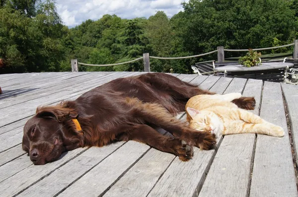 Hond en kat Rechtenvrije Stockafbeeldingen