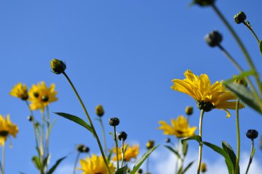 Doğanın Güzelliği