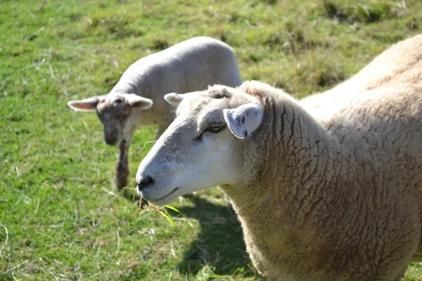 Nieuwe liefde — Stockfoto