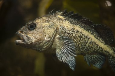 kaya greenling, hexagrammos lagocephalus